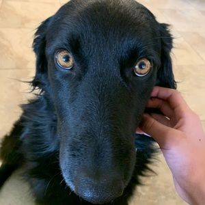 Meet your Posher, Victoria